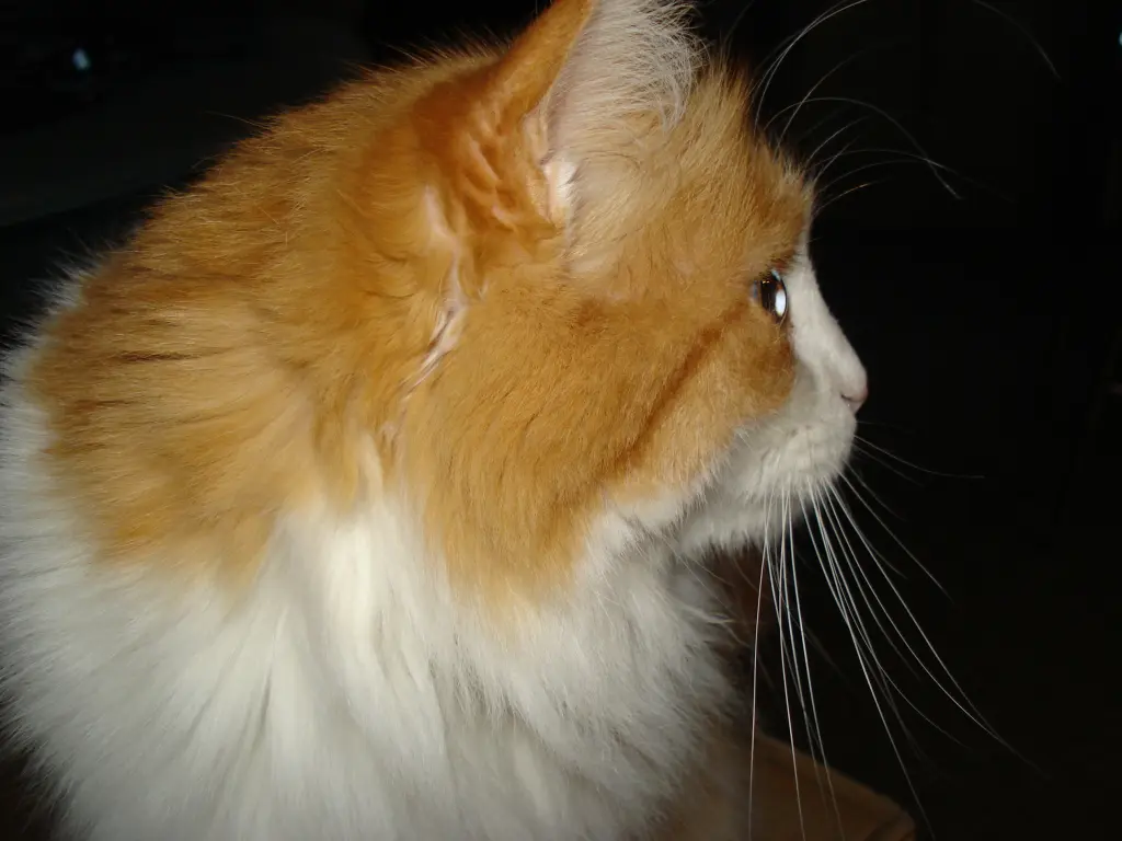 Andachtsbild von Christiane