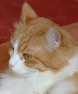 Andachtsbild von Christiane