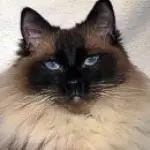 Andachtsbild von Chris