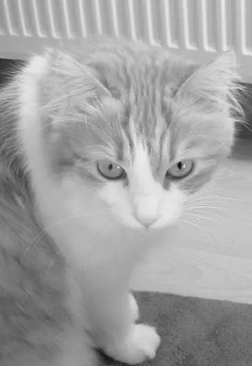 Andachtsbild von Christiane