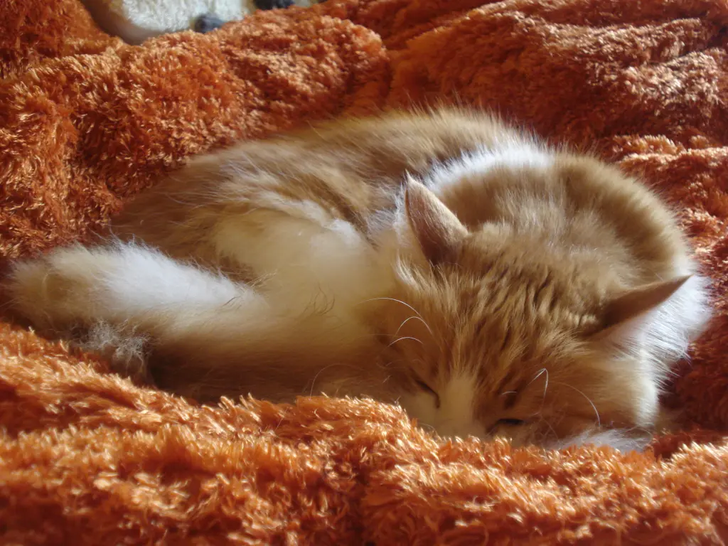 Andachtsbild von Christiane