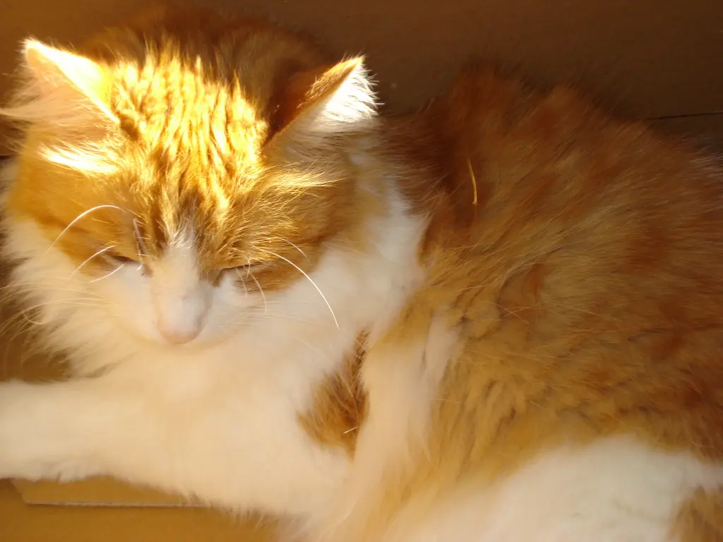 Andachtsbild von Christiane