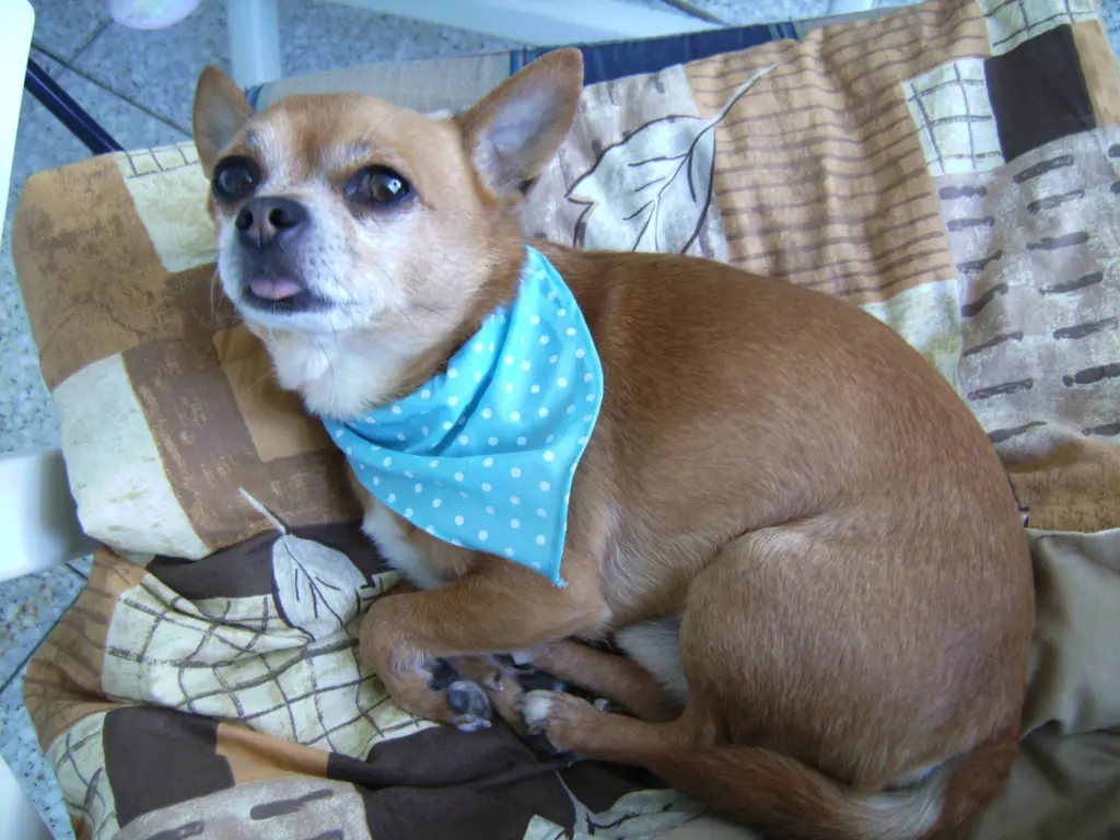 Condolence image of Irene mit Seelenhund * Jimmy * ganz tief im Herzen