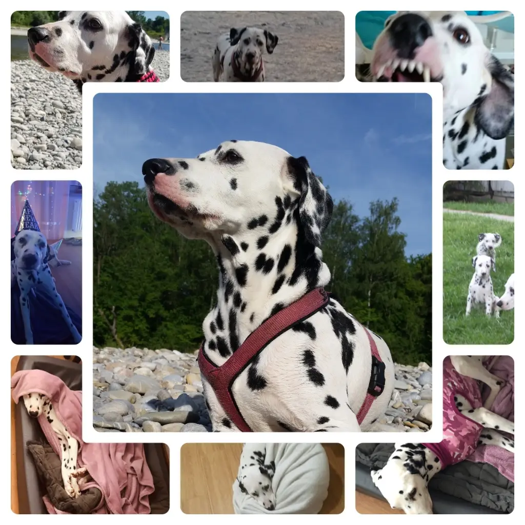 Image from Stella