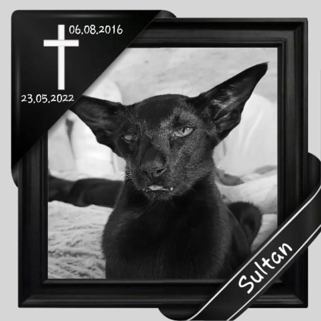 Image from Sultan