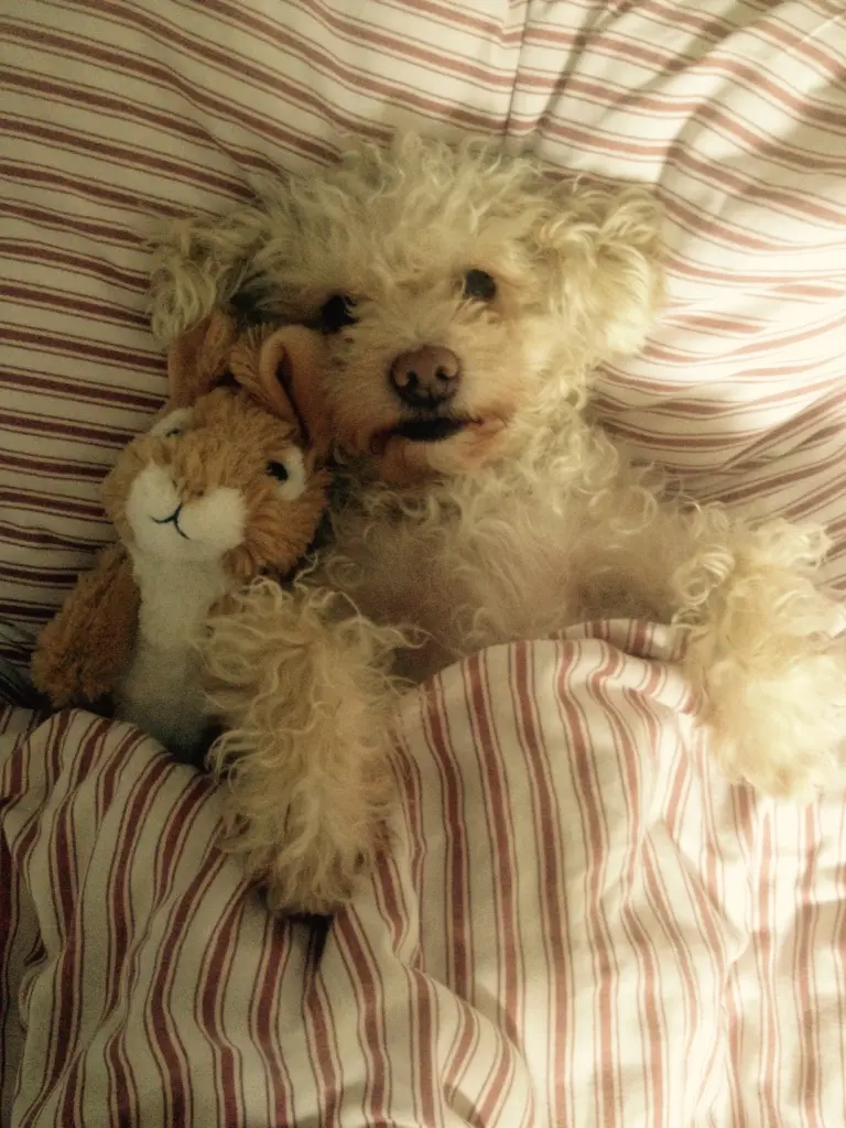 Image from Lassie