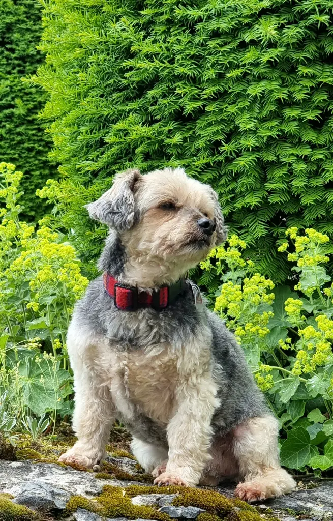 Condolence image of Für Rocky ❤️❤️❤️❤️❤️