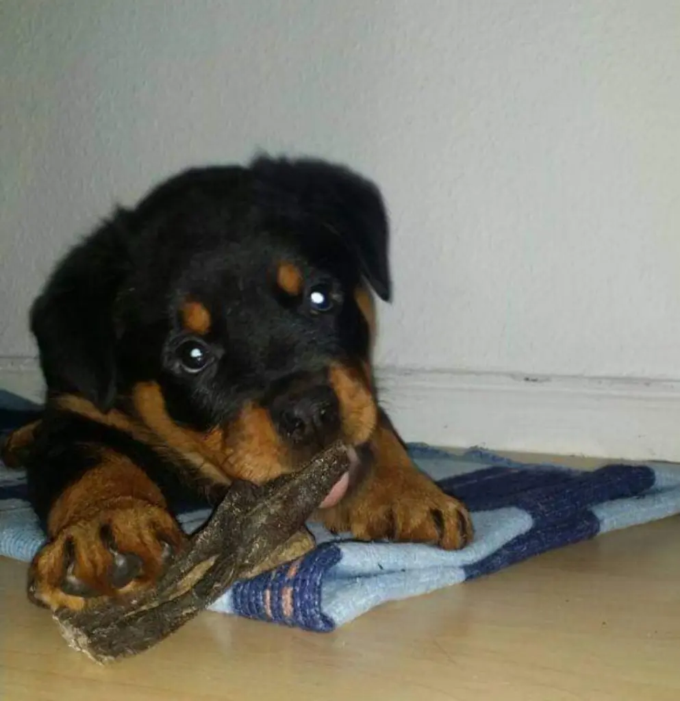 Image from Odin