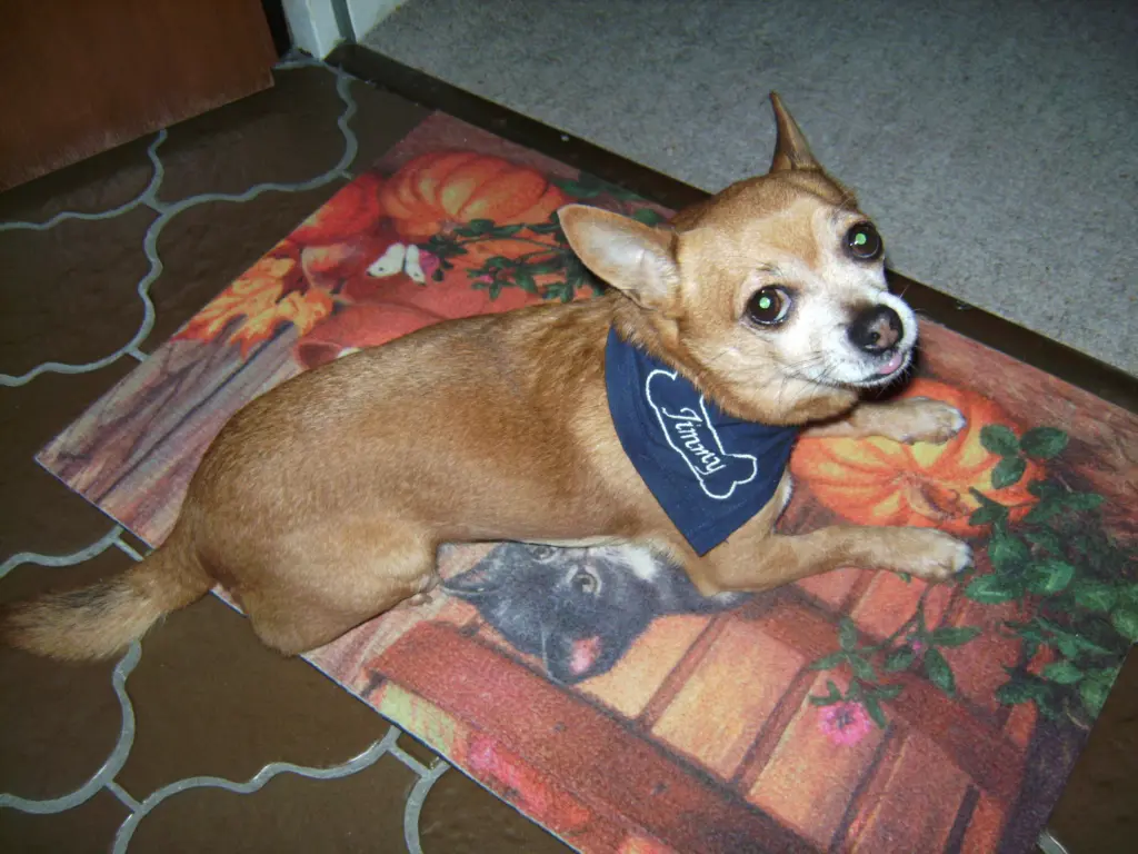 Condolence image of Irene mit Seelenhund * Jimmy * ganz tief im Herzen