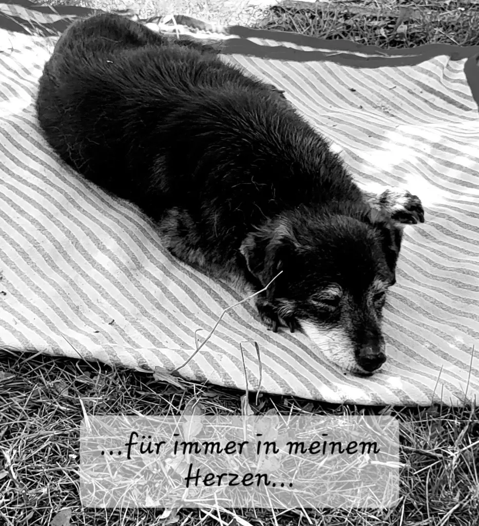 Image from Ronja