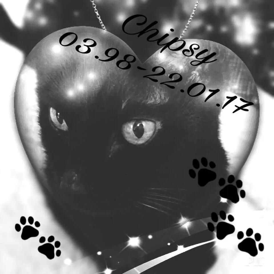 Image from Chipsy