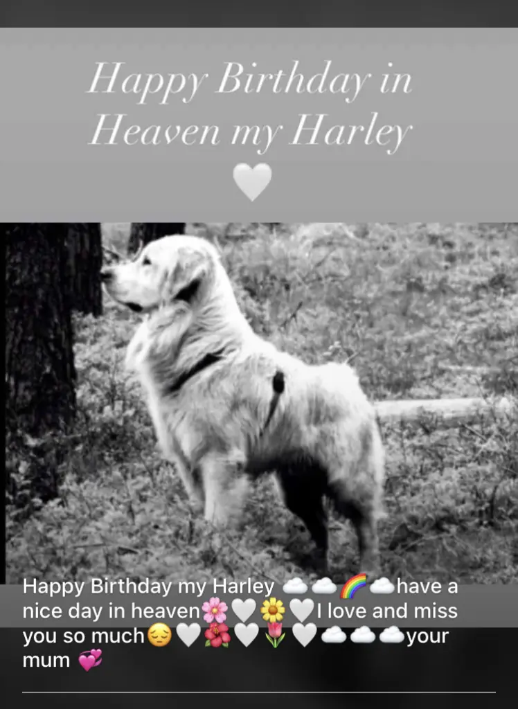 Condolence image of Madeleine mit Harley im Herzen❤️