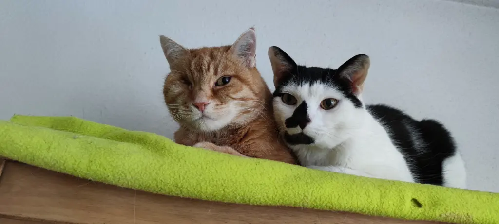 Image from Pepe