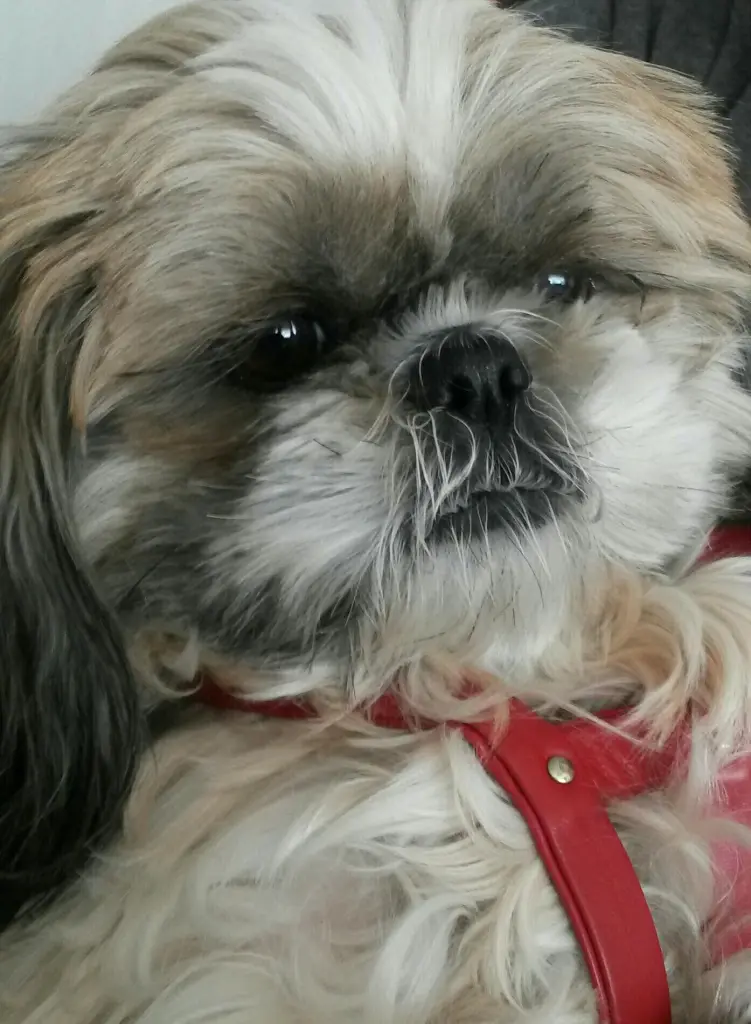 Condolence image of Heidi