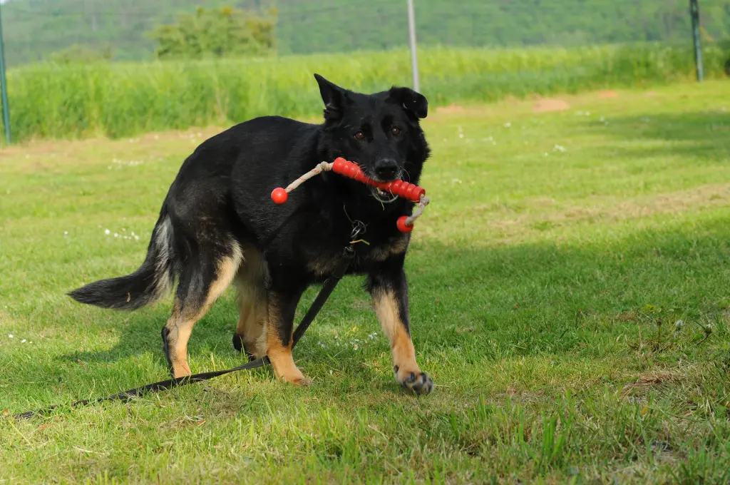 Image from Hanna vom Wällerhorst