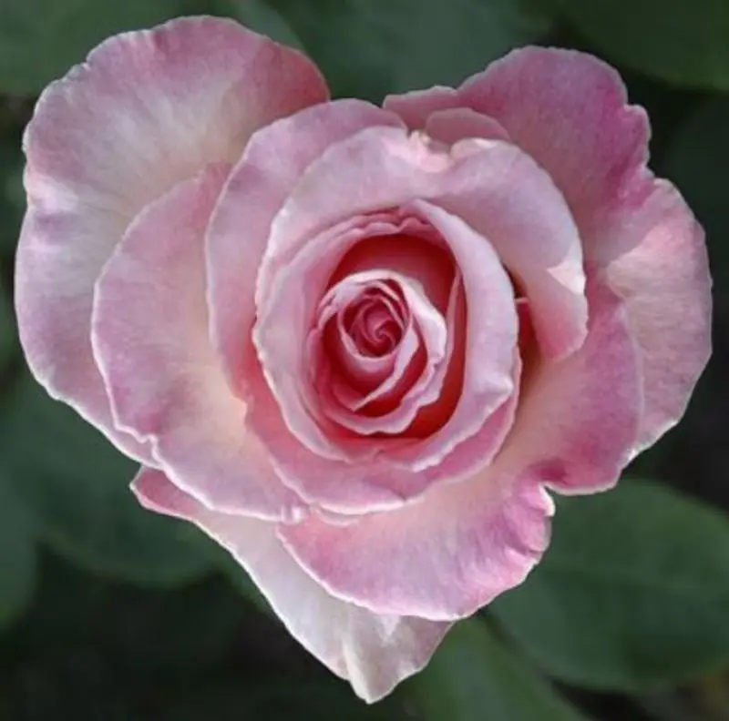 Condolence image of Rosen für Celly 
