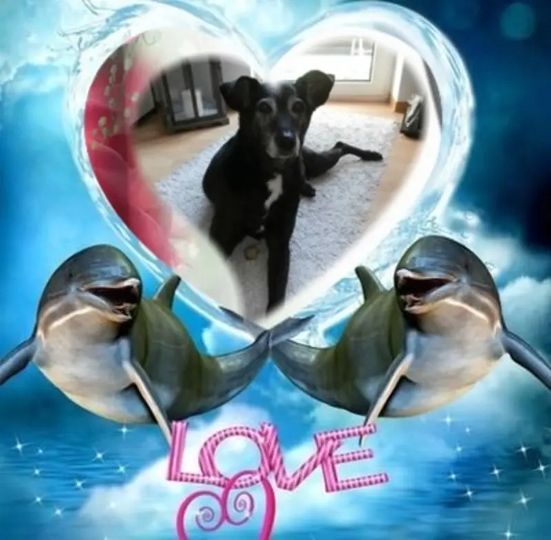 Condolence image of Gute Nacht❤️❤️❤️