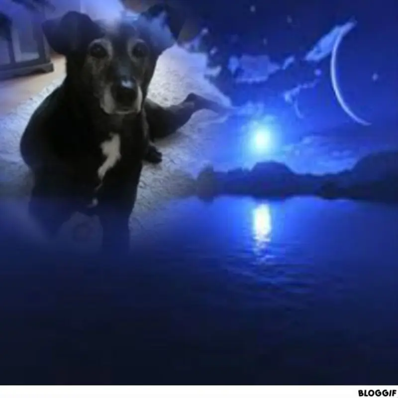 Condolence image of Gute Nacht❤️❤️❤️