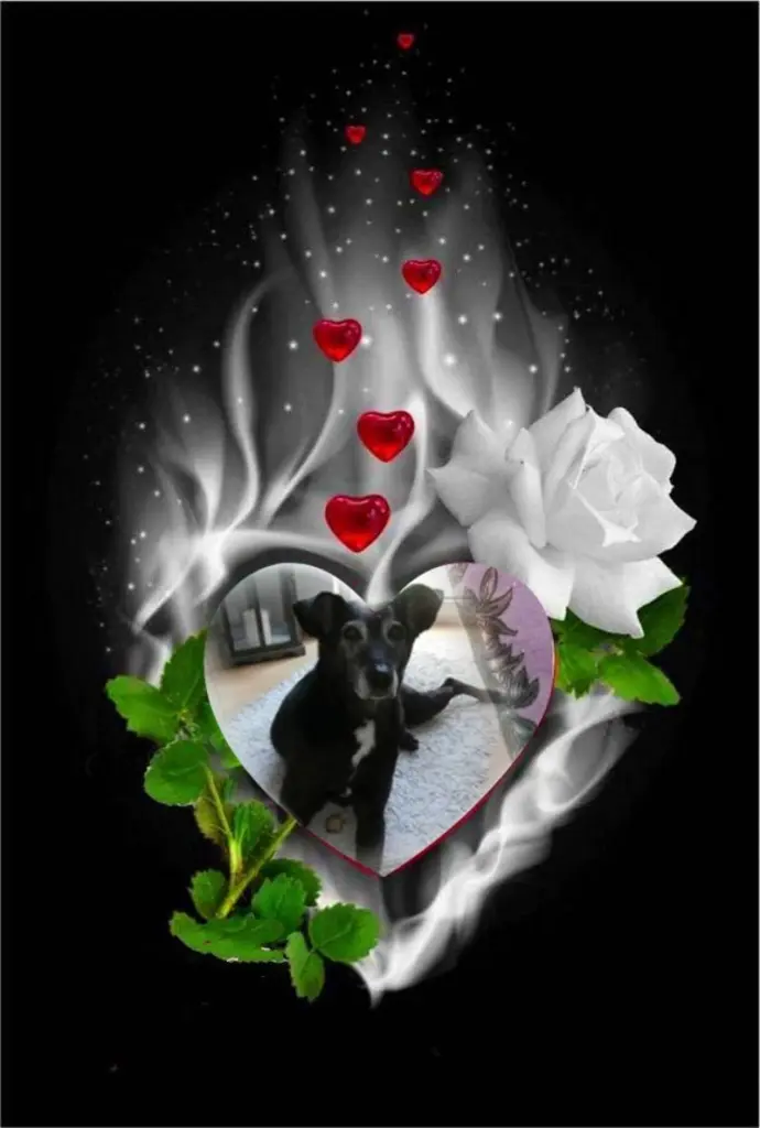 Condolence image of Gute Nacht❤️❤️❤️