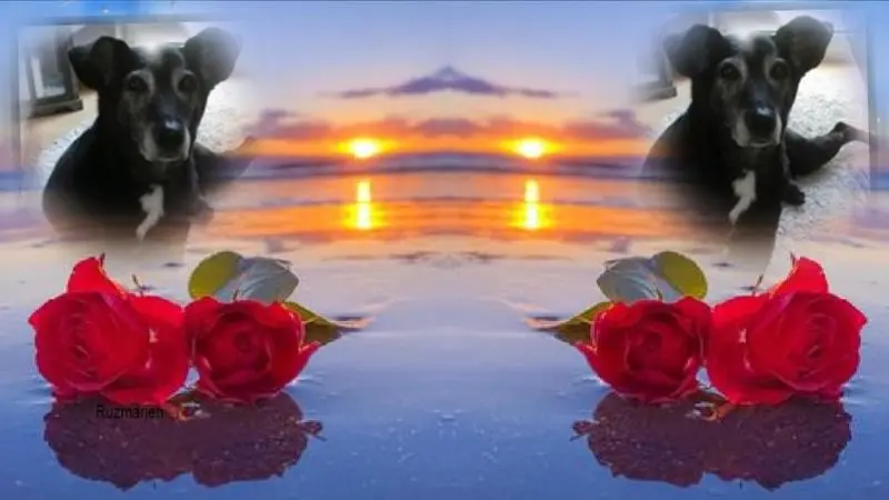 Condolence image of Gute Nacht❤️❤️❤️