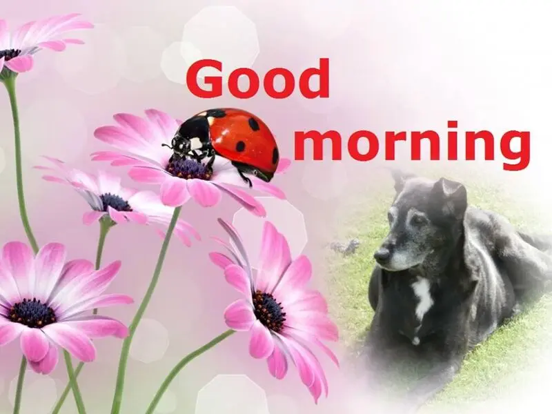 Condolence image of Guten Morgen❤️❤️❤️