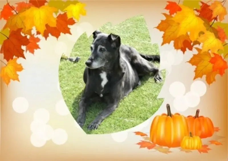Condolence image of Wochenende❤️❤️❤️❤️❤️❤️❤️Rosen❤️❤️❤️❤️❤️fur Cellylein❤️