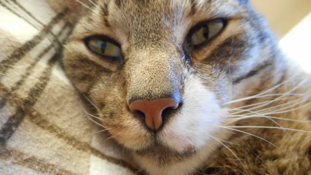 Image from Gismo