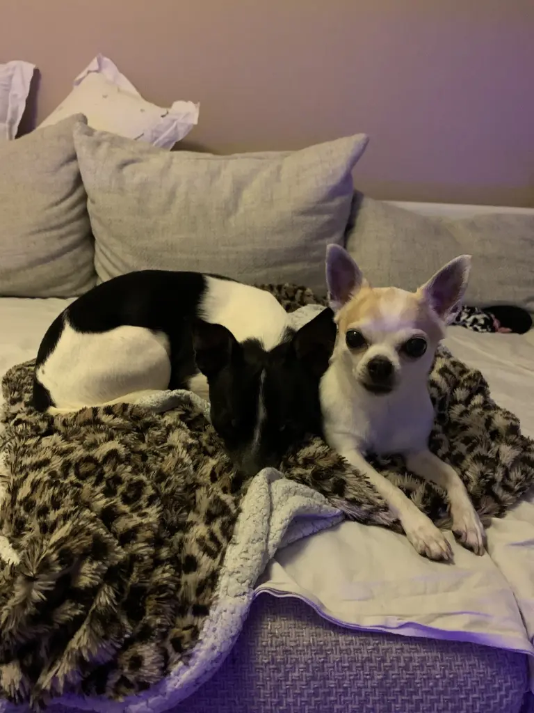 Image from Jojo