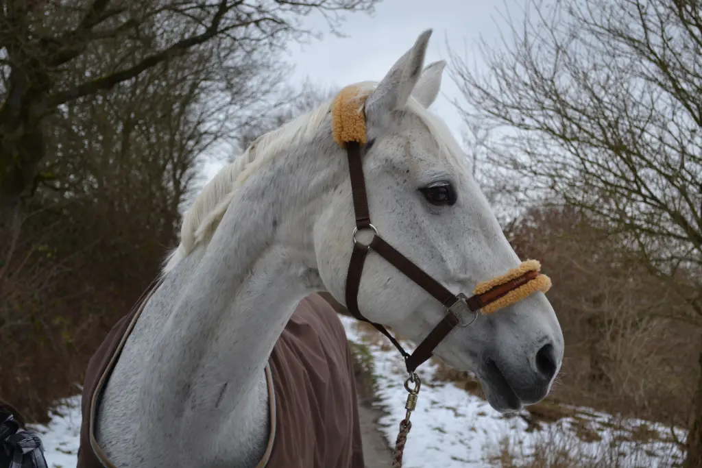 Image from Glücksfee