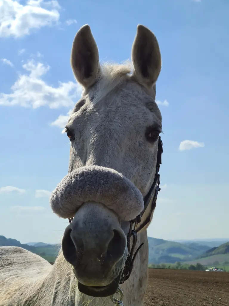 Image from Glücksfee