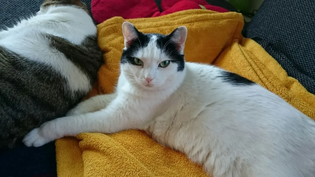 Image from Minnie