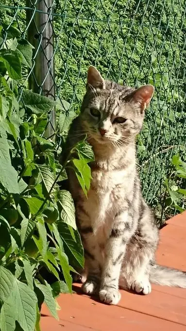 Image from Miezi