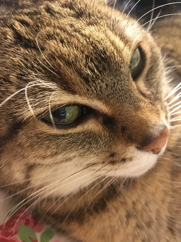 Image from Feli