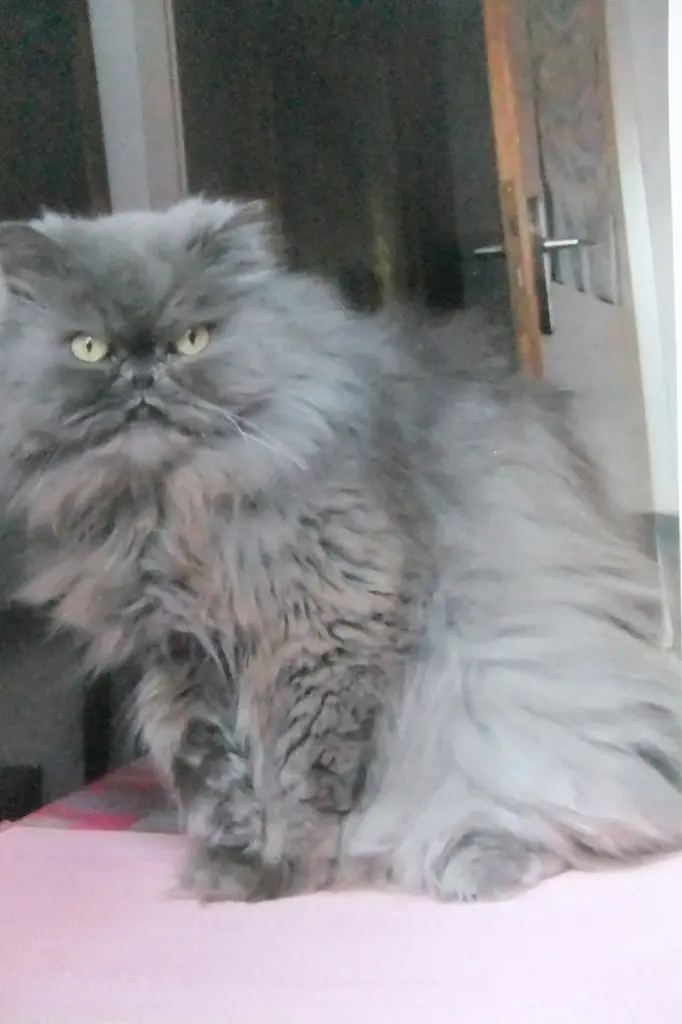 Condolence image of Marie mit Merlin im Herzen