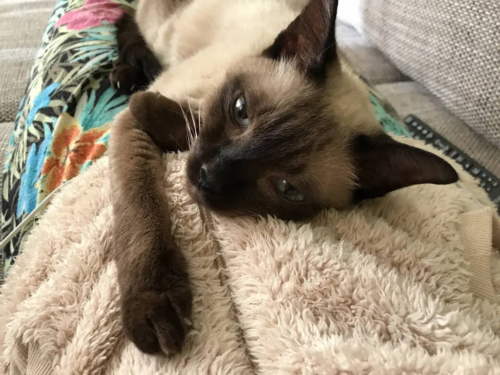 Condolence image of Marli