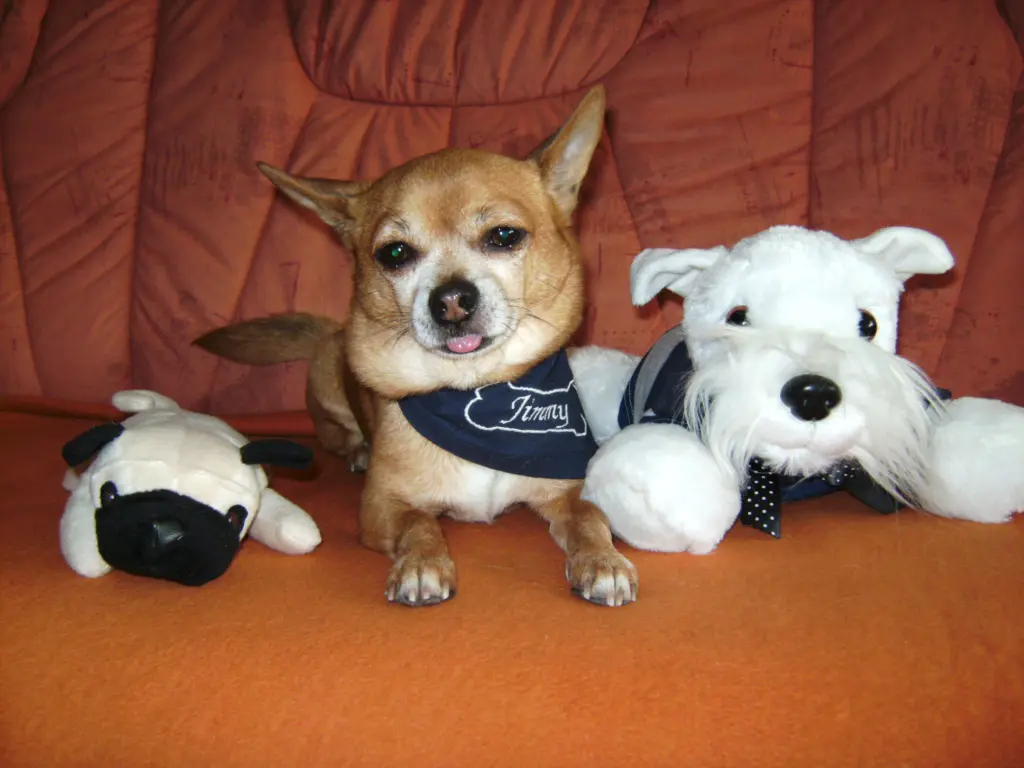 Condolence image of Irene mit Seelenpfötchen *Jimmy * ganz tief im Herzen