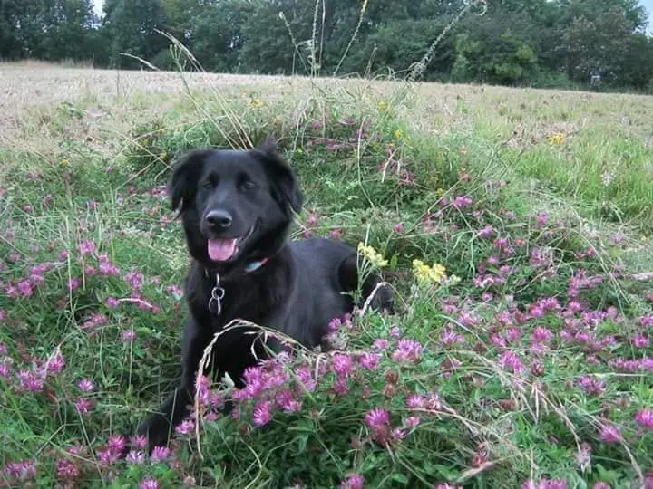 Condolence image of Britta