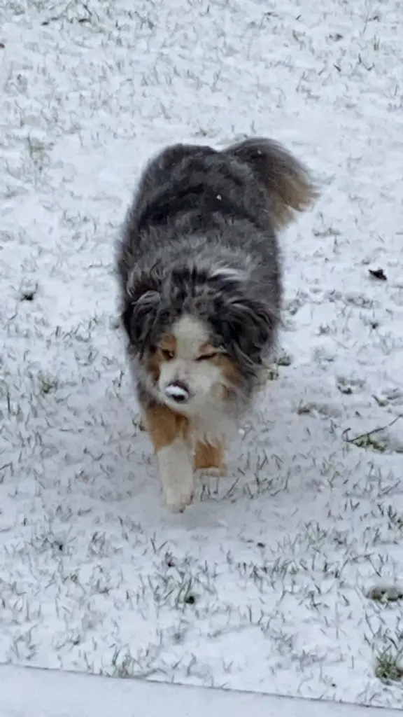 Image from Icy