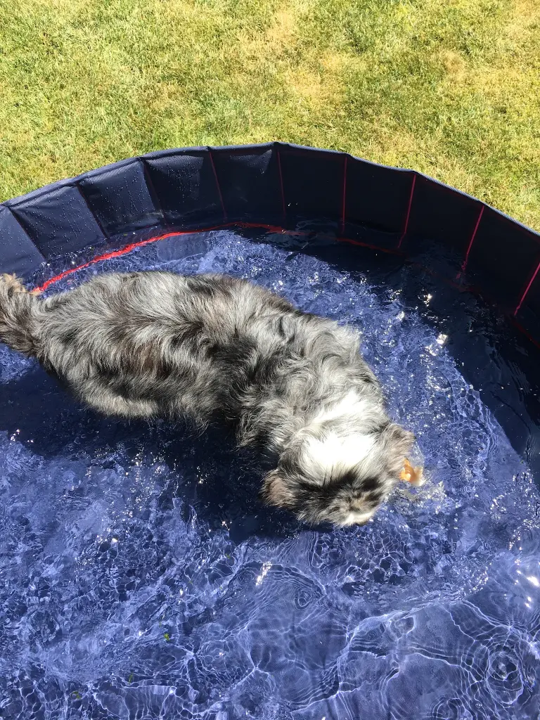 Image from Icy