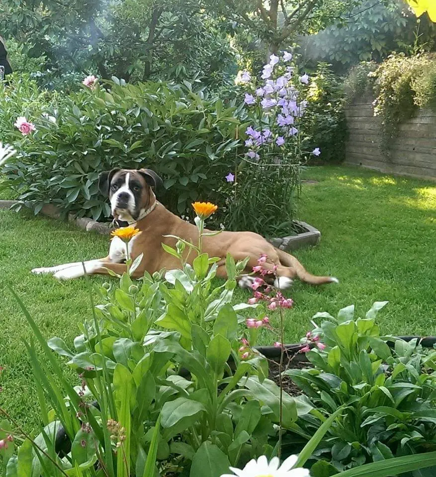 Image from Ginger