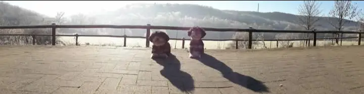 Condolence image of Möppi & Kovu