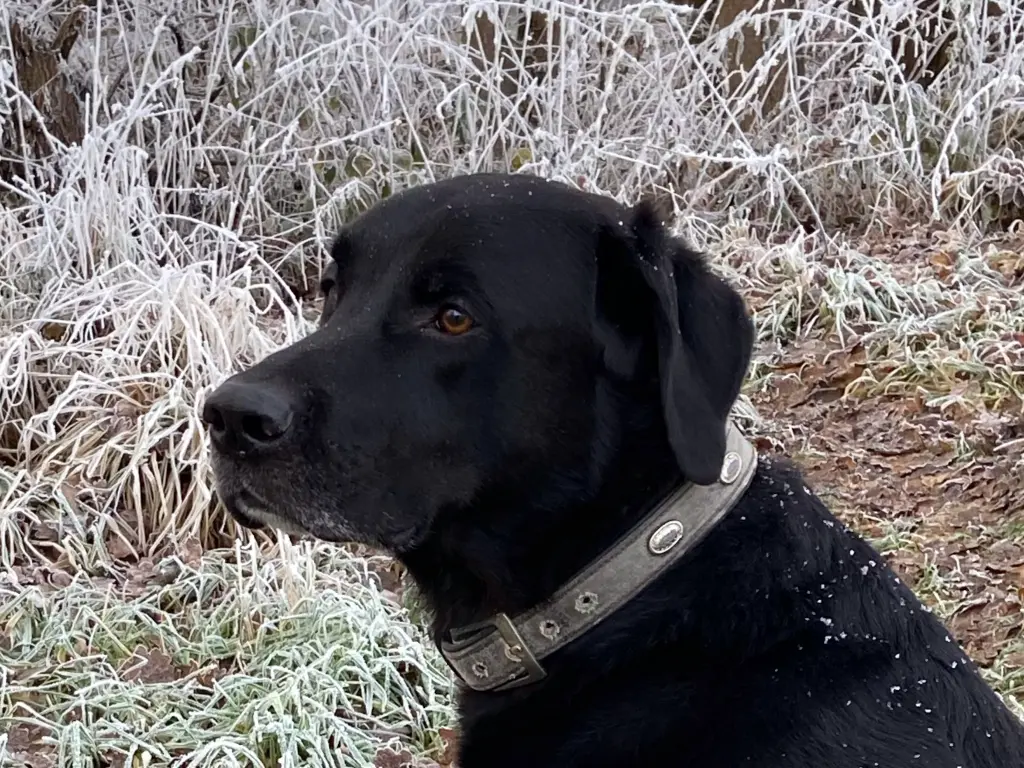 Bild von Henry