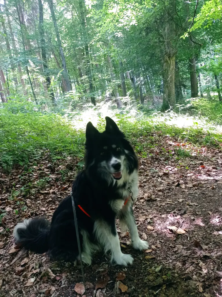 Condolence image of Elke