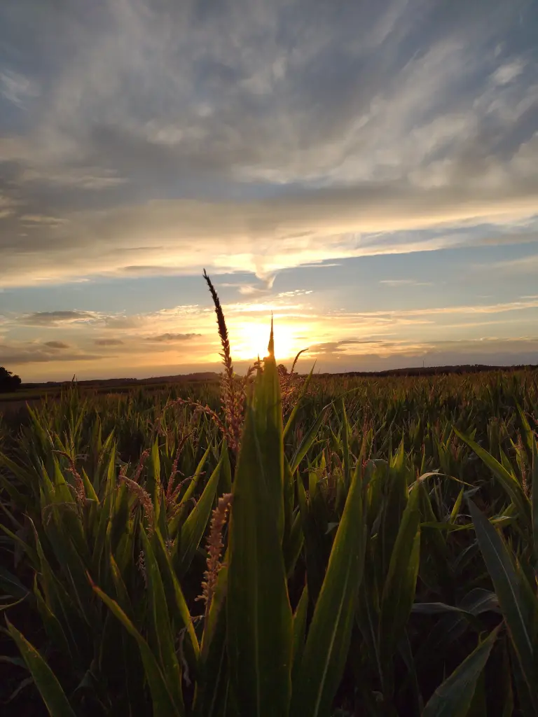 Condolence image of Corinna mit Emma, Pummelchen und anderen Sternlein im ❤️