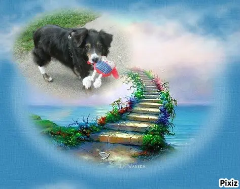 Condolence image of Tanja mit Timmy im Herzen