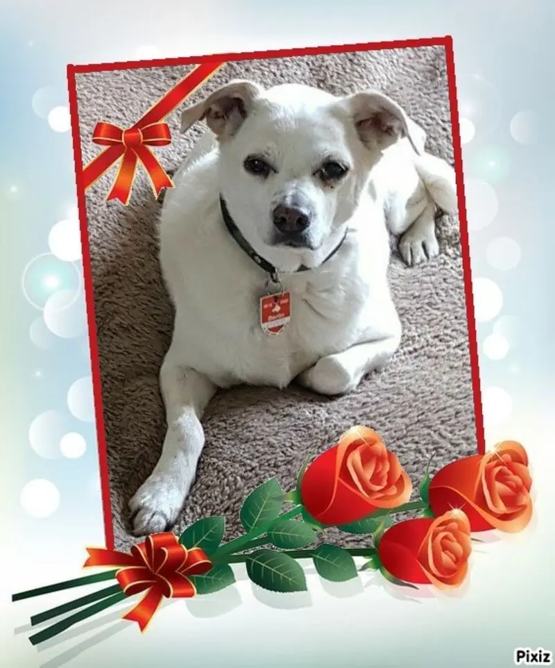 Condolence image of Silke mit Seelenhund Cassy und Katzendame Joyce tief im Herzen ❤