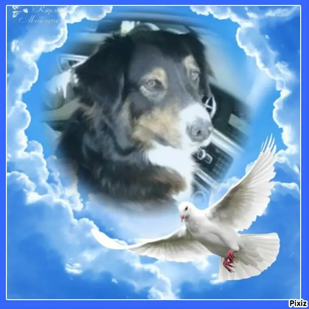 Condolence image of Tanja mit Timmy im Herzen