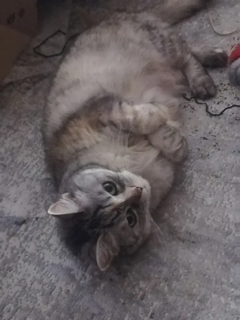 Condolence image of Silke mit Mia im Herzen