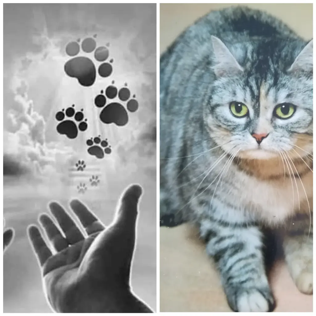 Condolence image of Silke mit Mia im Herzen