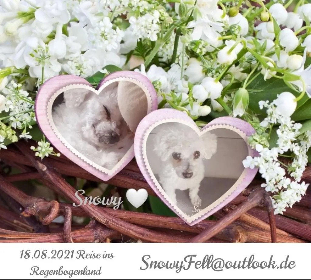 Condolence image of Gaby mit Snowy ❤️